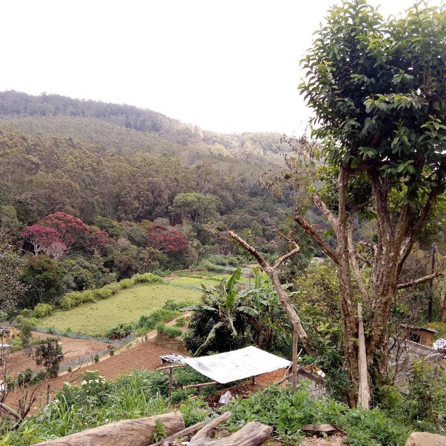 Ohiya Jungle Resort Extérieur photo